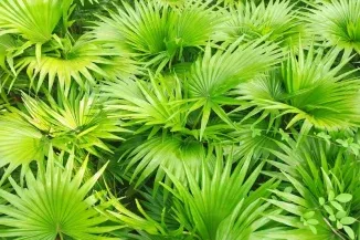 Saw Palmetto Extract